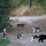 Colonias de gatos