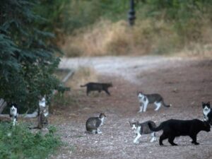Colonias de gatos