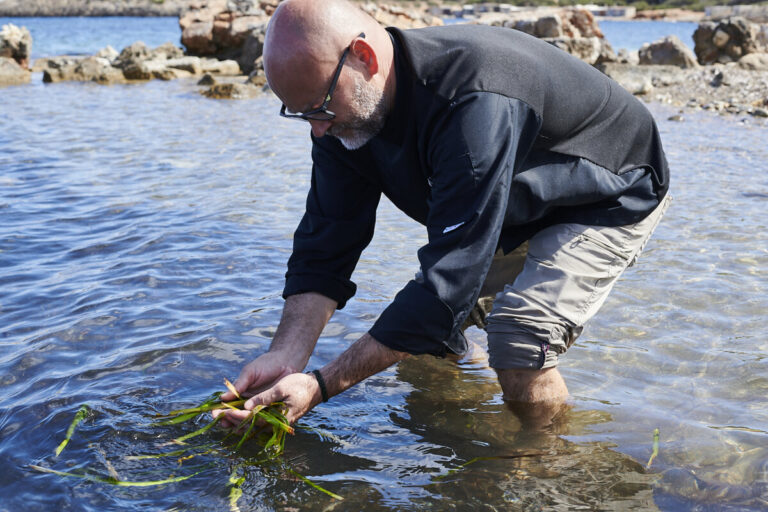 David recolectado posidonia