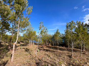 Muestra de la zona regenerada en Cala Xarraca