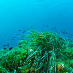 Posidonia Oceánica