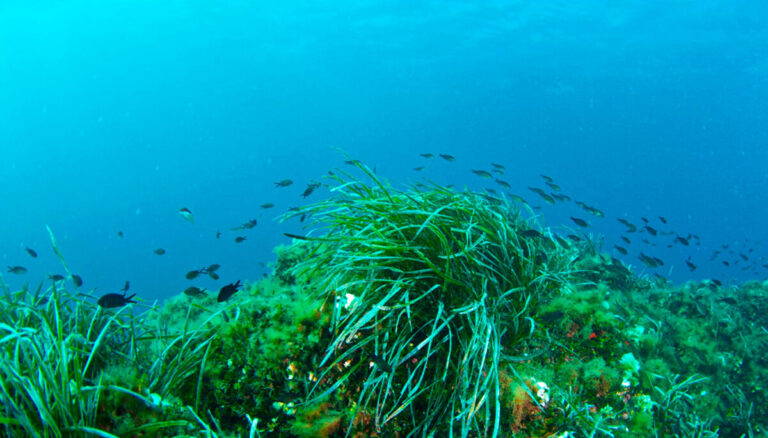 Posidonia Oceánica