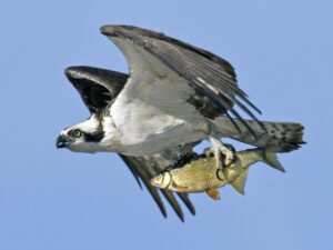 &Aacute;guila pescadora