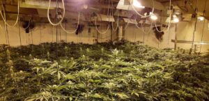 Endesa plantaciones de marihuana fraude el&eacute;ctrico