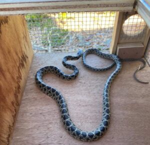 Serpiente capturada en Ibiza y Formentera