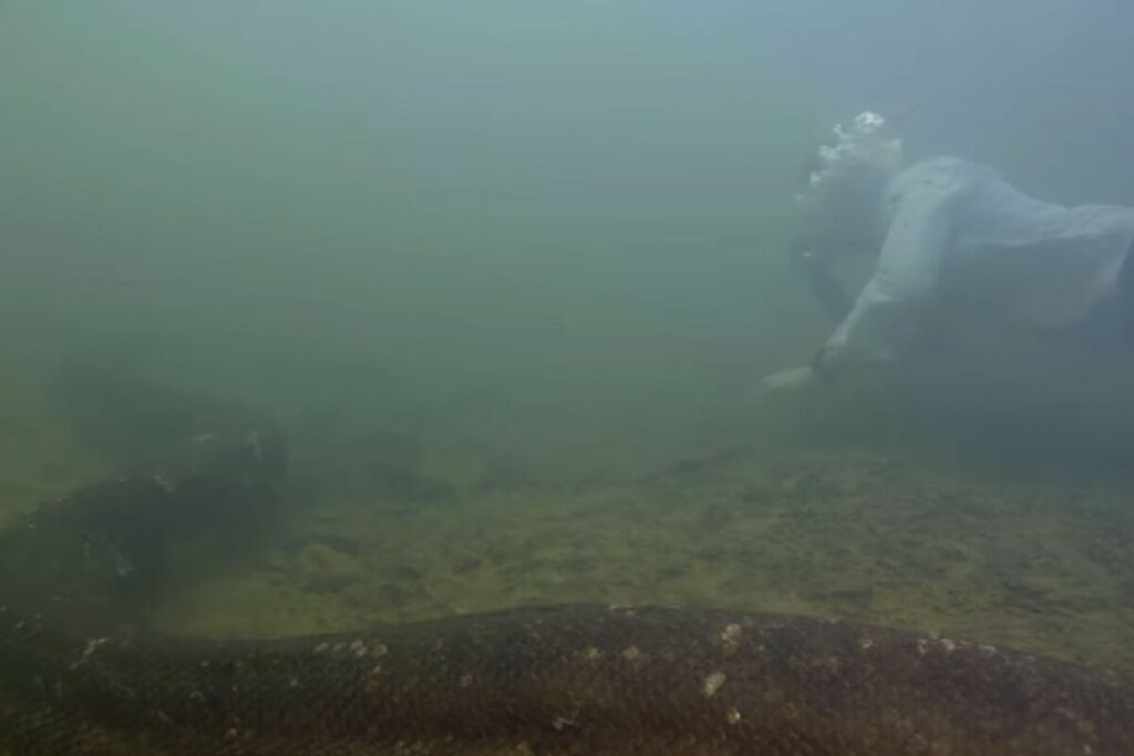 anaconda