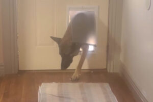 perro