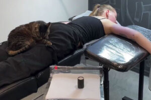 tatuaje gato