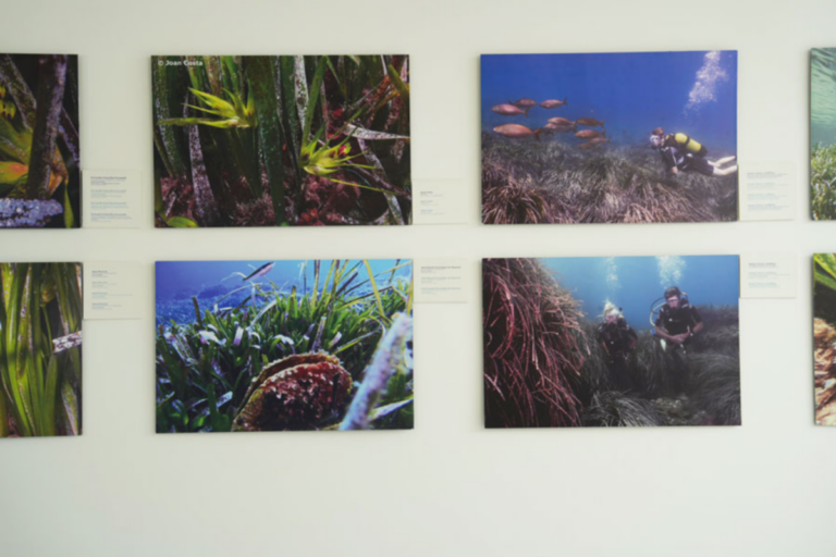Posidonia
