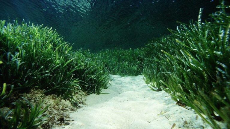 Posidonia en Formentera.