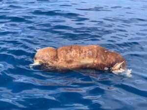 Vaca que flotaba en el canal.
