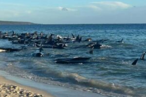 ballenas varadas en australia