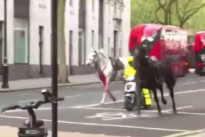 caballos desbocados en Londres