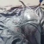 Delf&iacute;n muere en la costa valenciana atrapado en una red de pesca