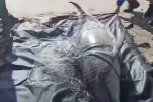 delf&iacute;n muerte