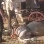 Tras la muerte de la yegua en la Feria de Sevilla, otro caballo se desploma en el evento