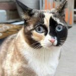 Una gata fue enviada en un paquete de Amazon: sobrevivi&oacute; una semana sin comida ni agua
