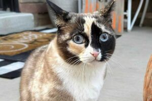 Una gata fue enviada en un paquete de Amazon