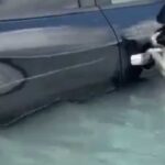 La policía de Dubai rescata a un gatito que aguantó horas en medio de la inundación