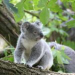 Momento de una siesta: as&iacute; se abrazan una mam&aacute; koala y su beb&eacute; para dormir al sol