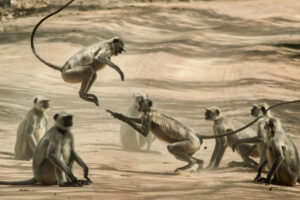 monos
