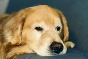 muerte de un perro aerol&iacute;nea Gol