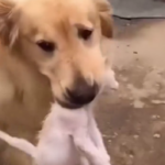 Un dulce video viral: esta perra apareci&oacute; con un gatito en la boca y le salv&oacute; la vida