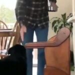 La explicaci&oacute;n del video viral del perrito comiendo en una silla especial