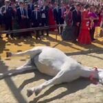 Otra vez muere un caballo en la Feria de Sevilla y denuncian maltrato animal