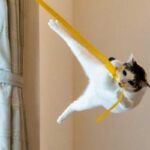 Los finalistas del ‘Comedy Pet Photo Awards’, la foto que generó preocupación y la explicación