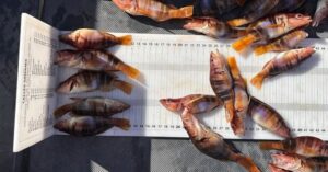 Medidas de pescados.