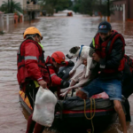 En medio de las terribles inundaciones en Brasil, as&iacute; rescatan a los animales atrapados por el agua