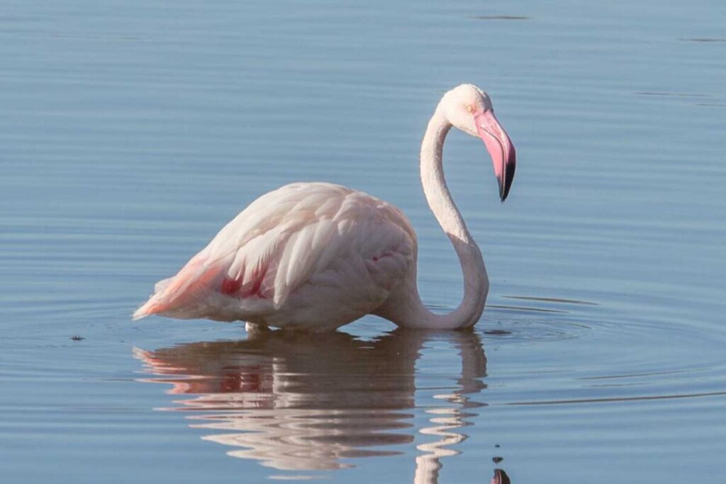 albufera valencia