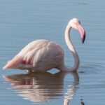 El desopilante m&eacute;todo de un agricultor de la Albufera de Valencia para alejar a las aves de las plantaciones de arroz