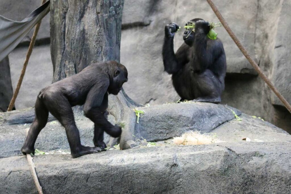 chimpancé cría muerta bioparc