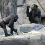 La chimpancé del Bioparc de Valencia que se niega a separarse de su cría muerta hace tres meses