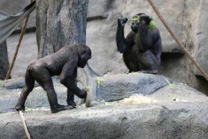 chimpanc&eacute; cr&iacute;a muerta bioparc