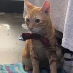 Video: la historia de Sony, el gato que se volvi&oacute; viral al ser descubierto viviendo en una c&aacute;rcel en Per&uacute;