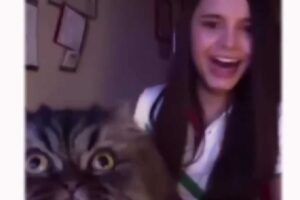 gato interrumpe a su due&ntilde;a cantando