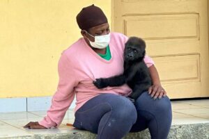 gorila beb&eacute; hu&eacute;rfano mam&aacute; humana