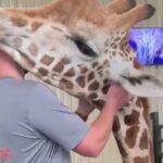 &iexcl;Una dulzura! Una jirafa agradece a un veterinario por ayudarla: video
