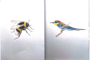 la exposici&oacute;n de arte Flora y Fauna de Formentera&nbsp;de la artista Suzanne Carpenter