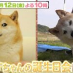Falleció Kabosu, la perrita que se convirtió en meme y en criptomoneda