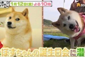 muri&oacute; perrita meme doge