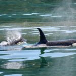 Nuevamente, un grupo de orcas ataca a un velero, que termina en el fondo del mar