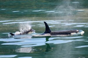 orcas atacan barcos