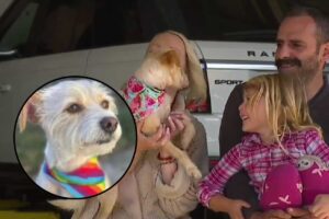 perrita que encontraron un a&ntilde;o despu&eacute;s y a miles de kil&oacute;metros