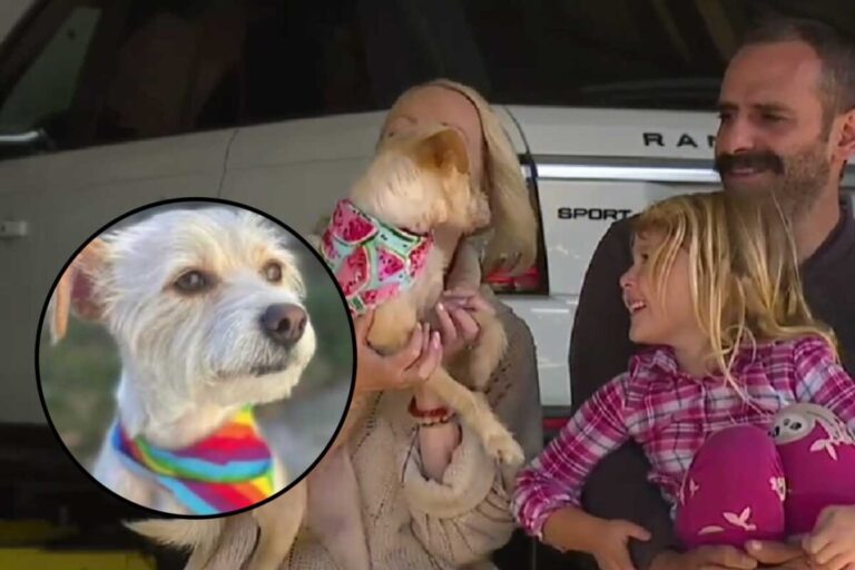 perrita que encontraron un año después y a miles de kilómetros