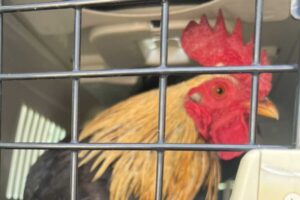 rescate animal ibiza