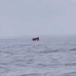 Otro emotivo rescate de dos caballos que sobrevivieron 10 d&iacute;as en un islote rodeados de agua y sin comida: video